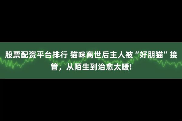 股票配资平台排行 猫咪离世后主人被“好朋猫”接管，从陌生到治愈太暖!