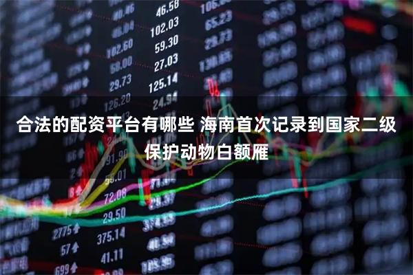 合法的配资平台有哪些 海南首次记录到国家二级保护动物白额雁